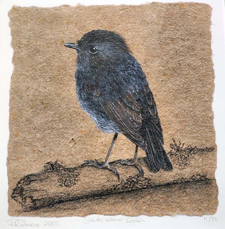 New Zealand Art: Rebecca Gilmore - South Island Robin